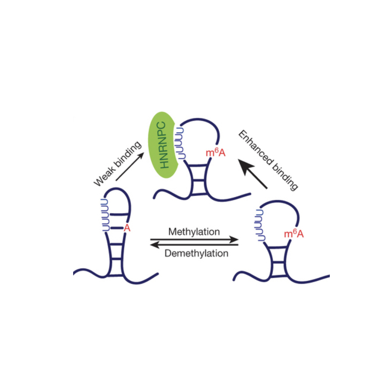 m6A alters RNA structure to enhance HNRNPC binding