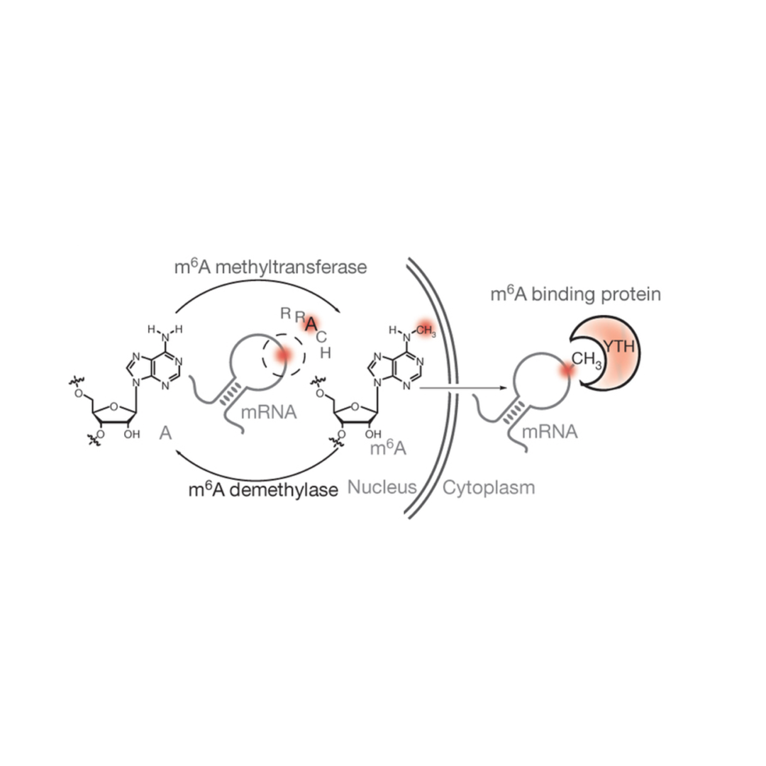 M6a Methyltransferase binding protein