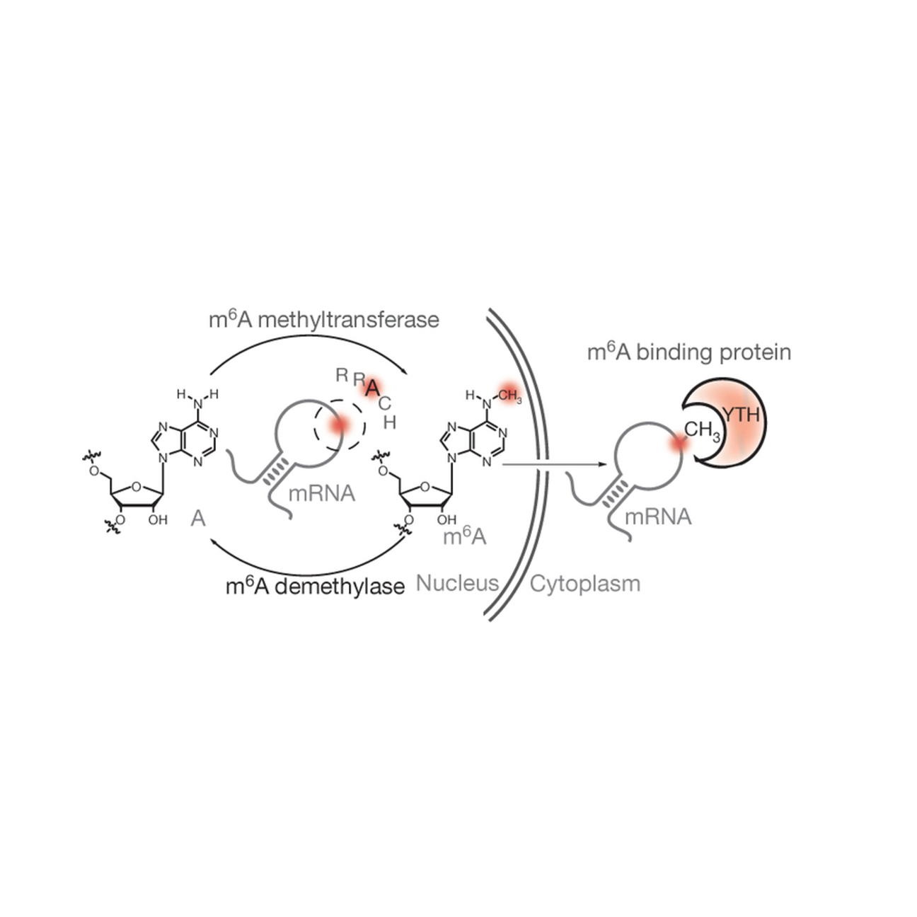 YTHDF2 selectively binds m6A-containing RNA