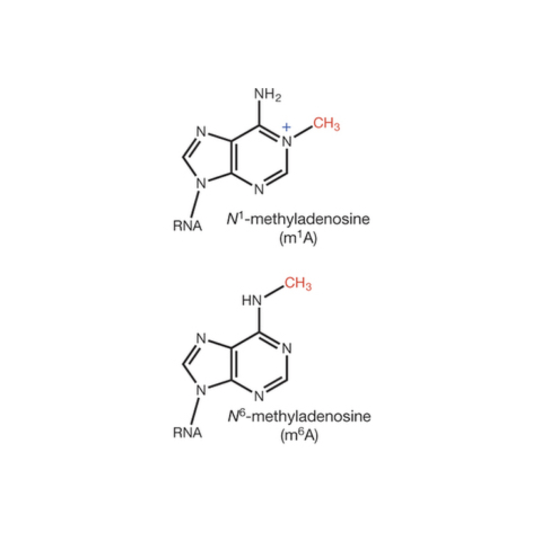 RNA Methyladenosine