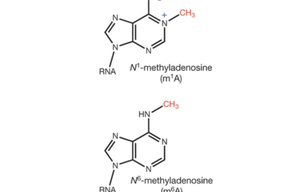 Development of m1A-seq to map a newly identified constituent of mammalian mRNA