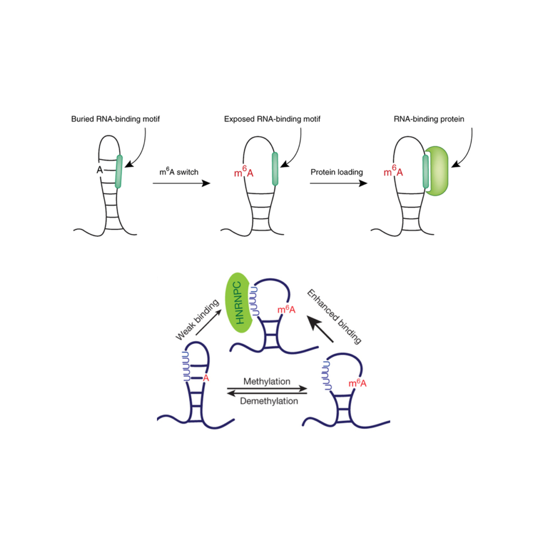 Exposed Rna-binding motif