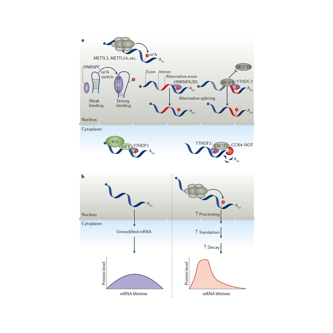 alternative splicing nucleaus cytoplasm