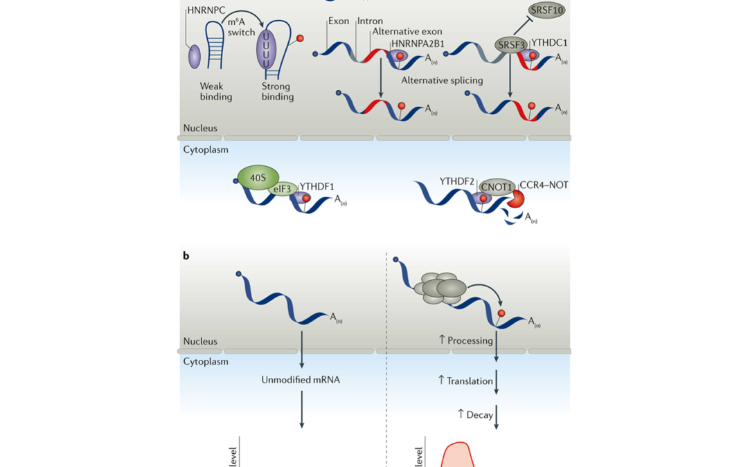 m6A alters RNA structure to enhance HNRNPC binding