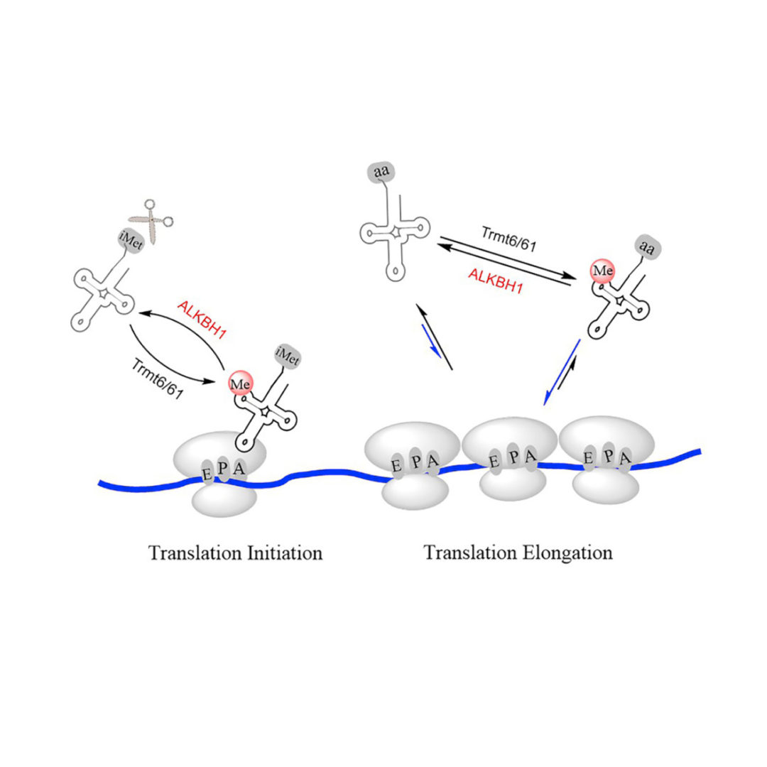 translation initiation elongation alkbh1